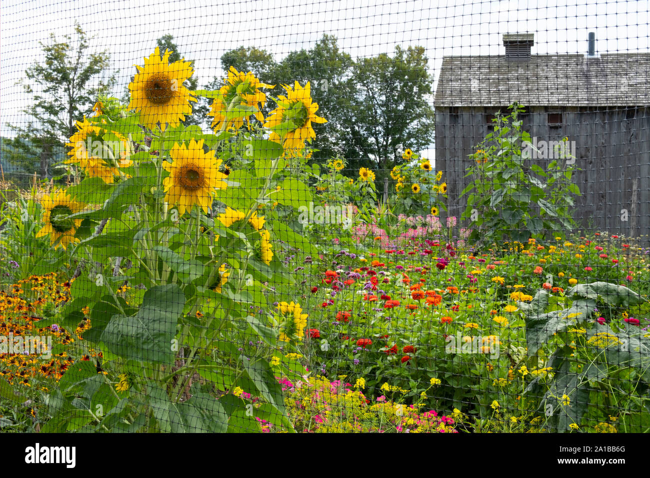 A flower filled garden at the Farmers’ Museum in Cooperstown, New York State, U.S.A. Stock Photo
