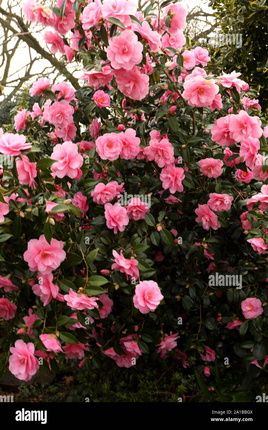 Large bush of Camellia Japonica  showing multiple open pink flowers Stock Photo
