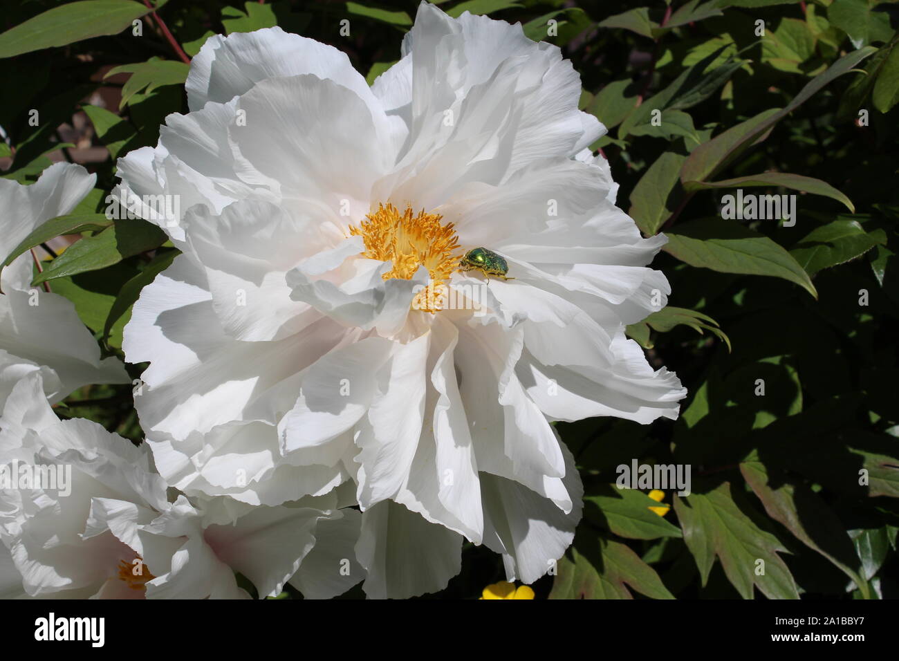A Chinese peony  with a green bug inside Stock Photo