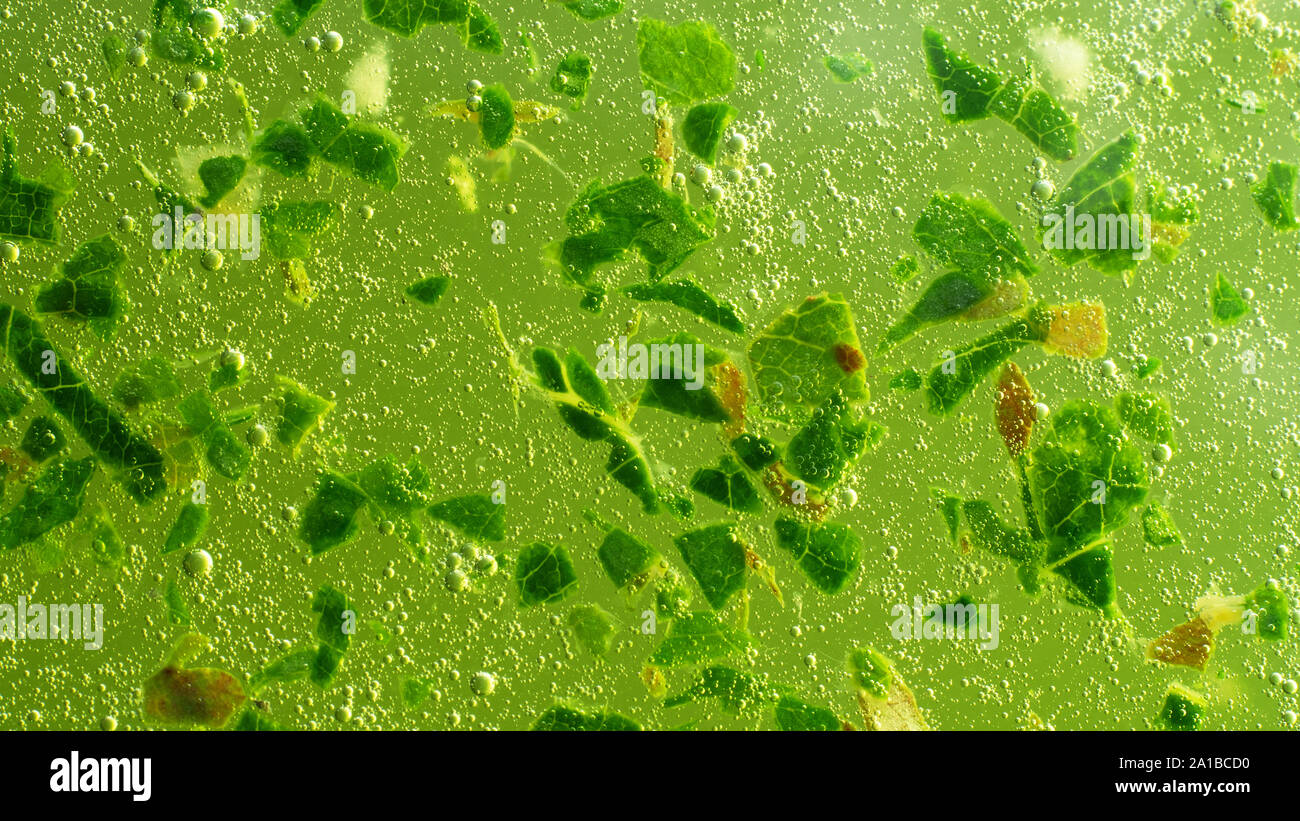 Color of life green background. Fragments of vegetation, Fermentation stimulating substances, fermented broth. Chlorophyll-rich object and energy as b Stock Photo