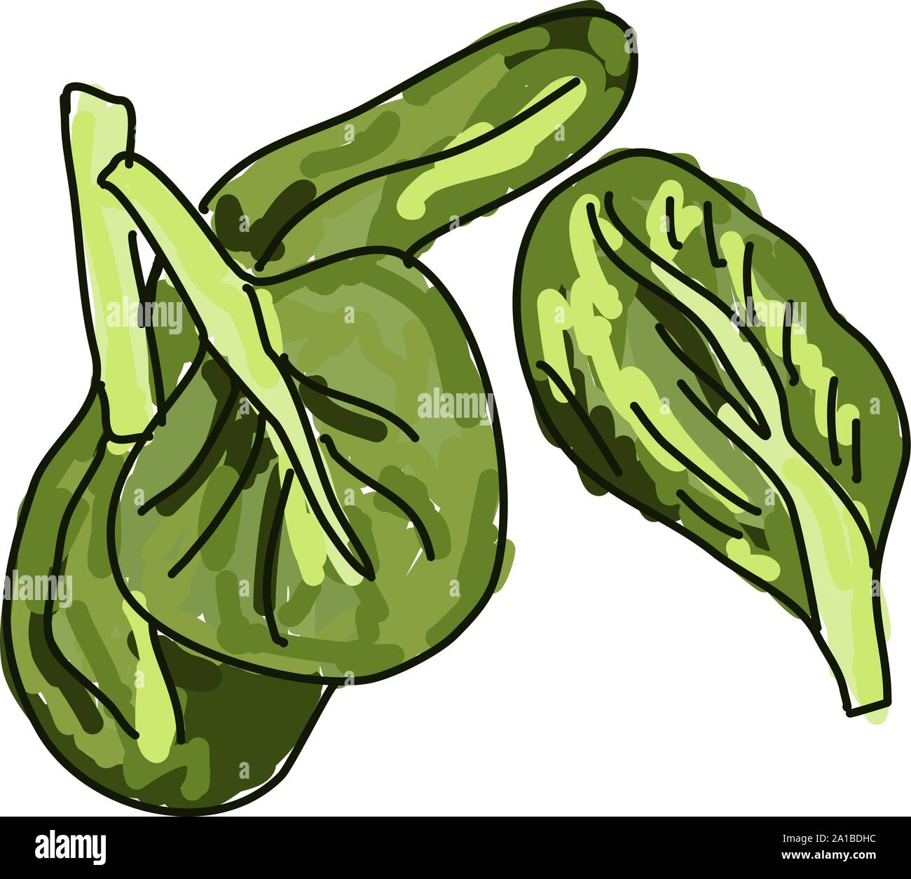 Tat soi, illustration, vector on white background Stock Vector Image ...