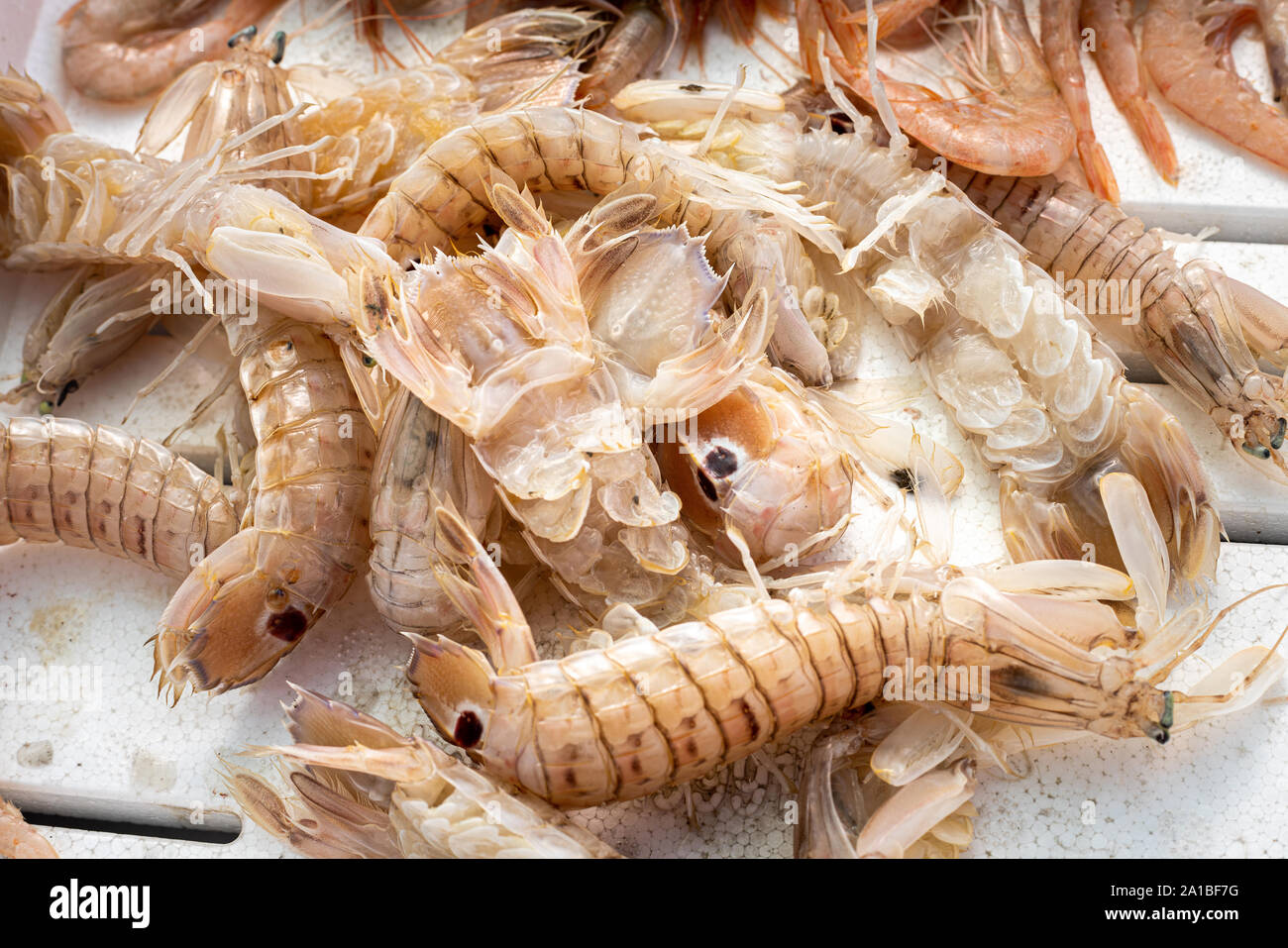 Squilla mantis in a market stall Stock Photo