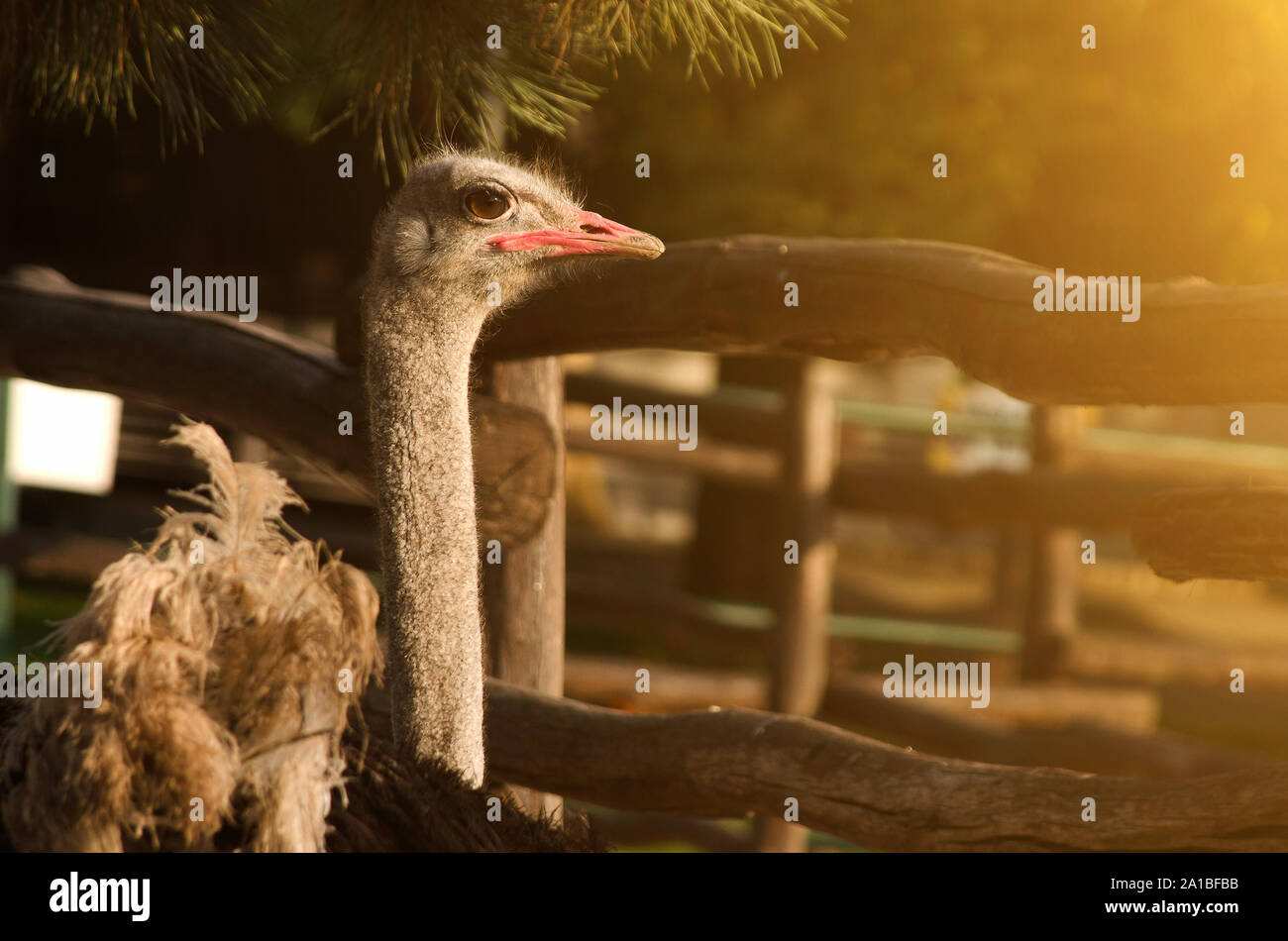 Ostrich on an ostrich farm in sunlight Stock Photo