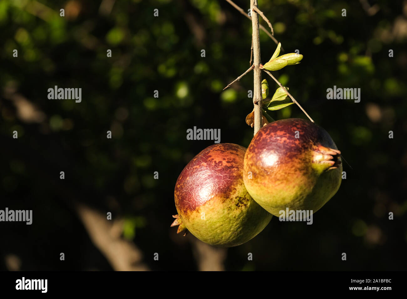 Two ripe pomegranates, Punica granatum, hand from a branch on their tree. Both are drenched in early evening sunlight and look delicious Stock Photo