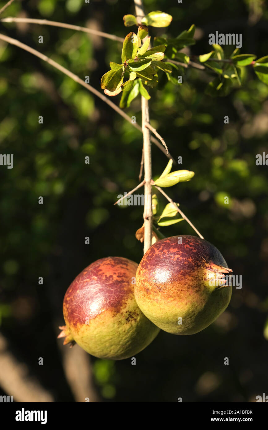 Two ripe pomegranates, Punica granatum, hand from a branch on their tree. Both are drenched in early evening sunlight and look delicious Stock Photo