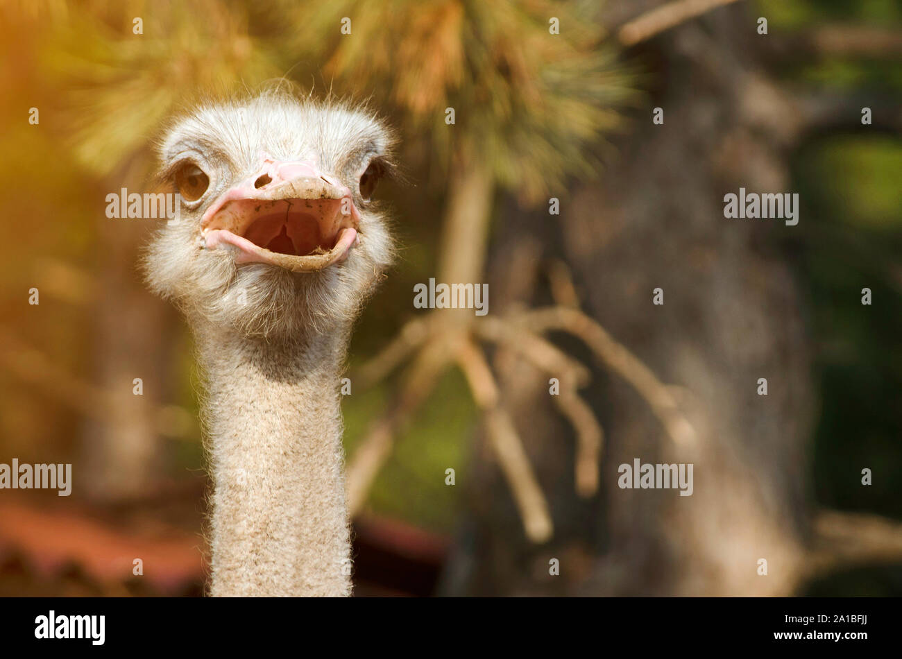 Ostrich funny hi-res stock photography and images - Page 6 - Alamy