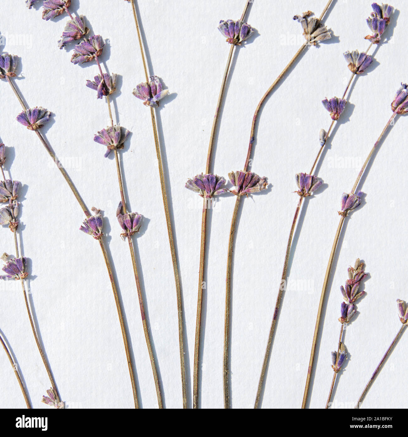 Lavender flower herb Stock Photo Alamy