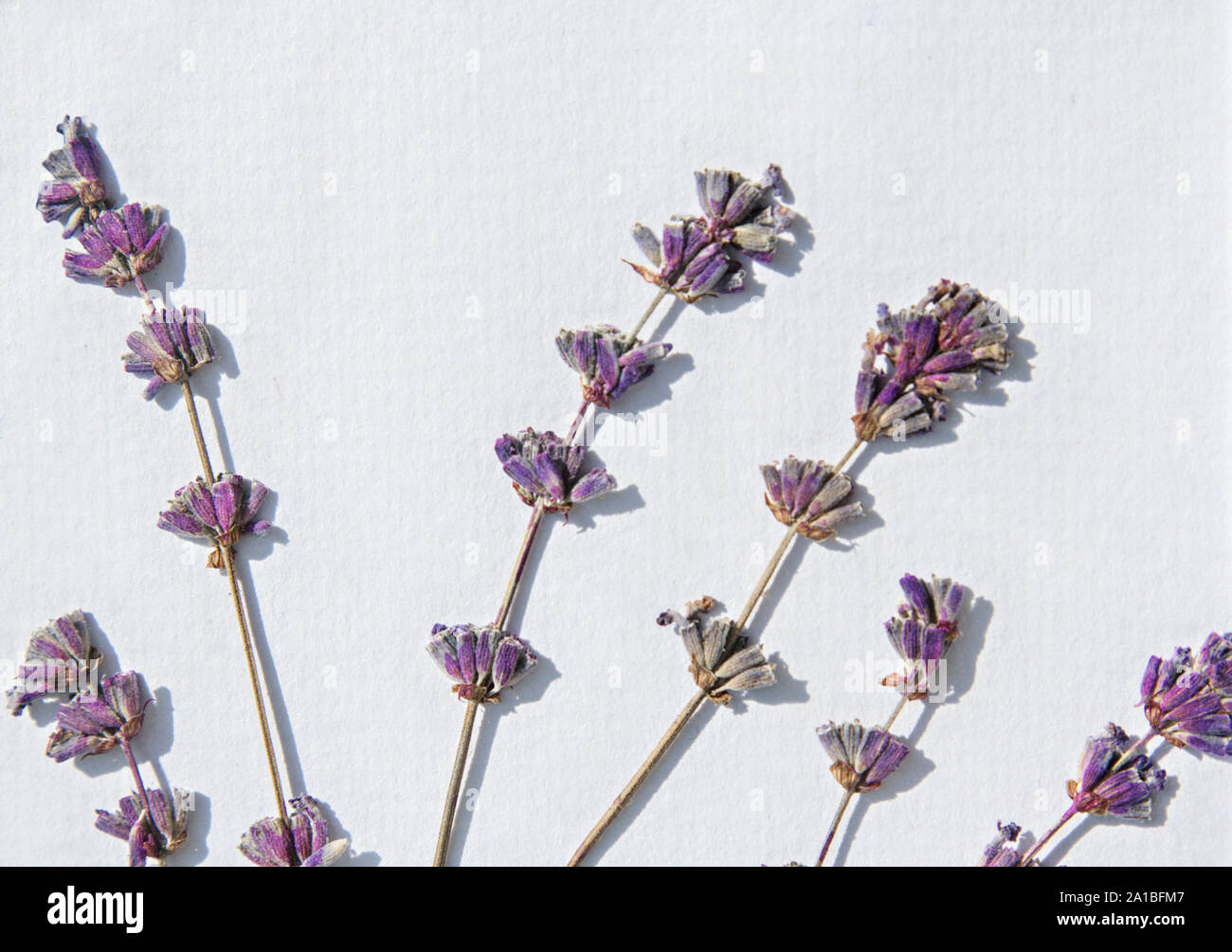 Lavender flower herb Stock Photo Alamy