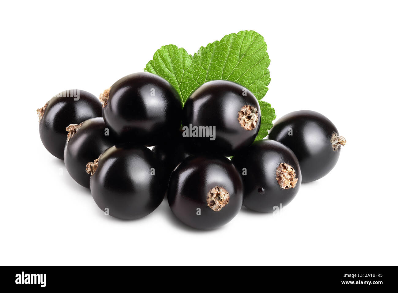black currant with leaf isolated on white background. Stock Photo