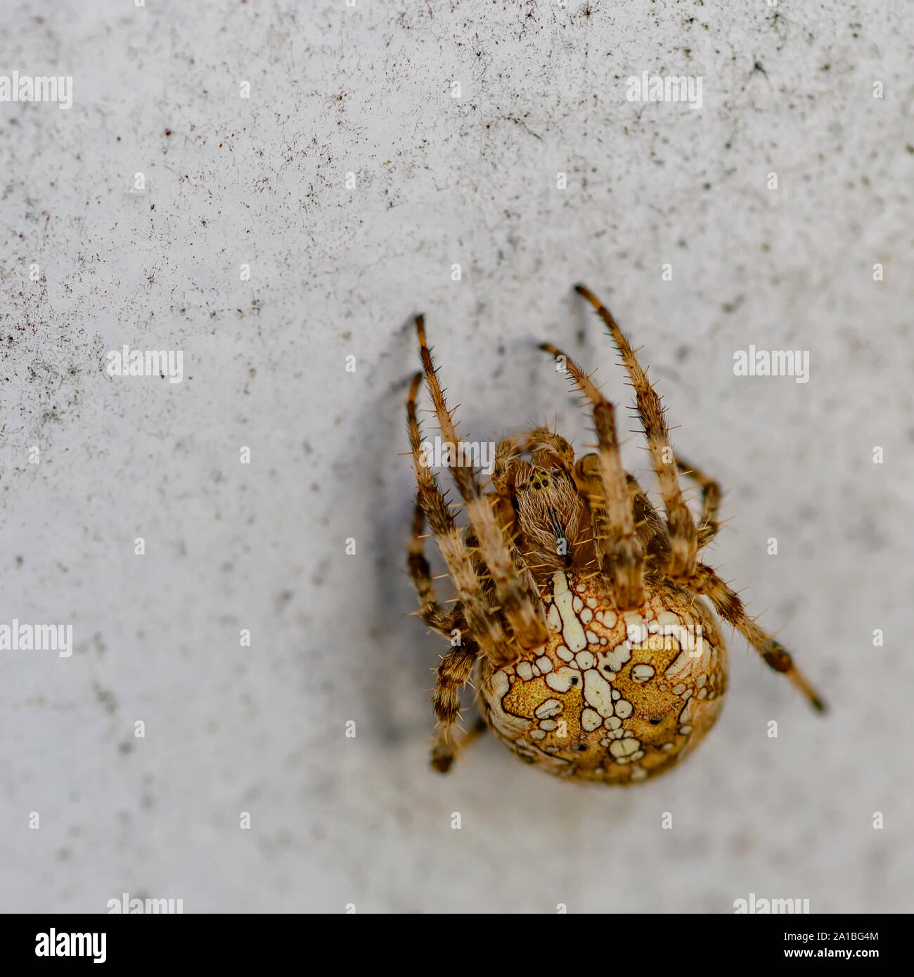 Macro shot of a big european garden spider (Araneus diadematus Stock ...