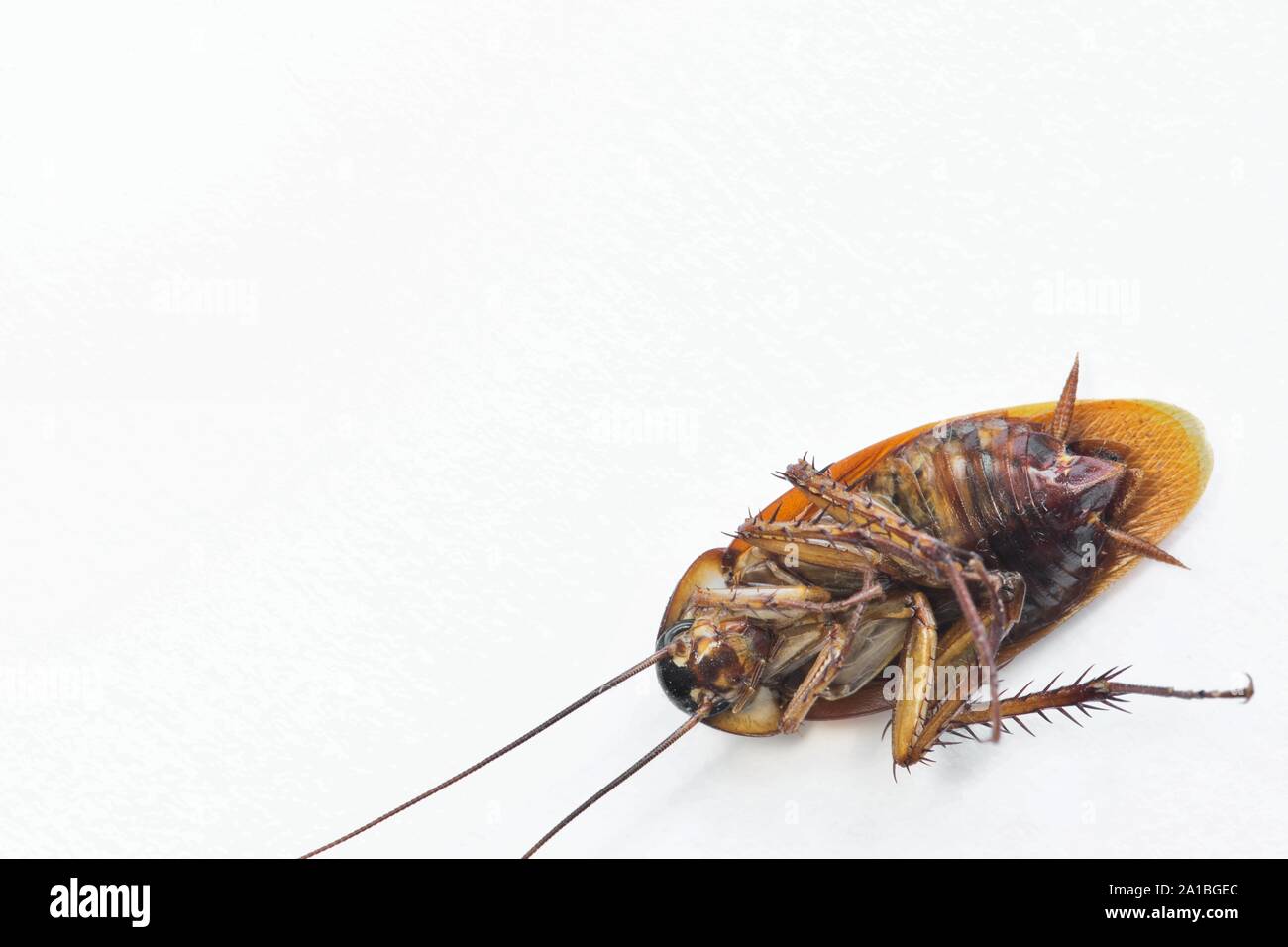 An American Cockroach laying dead on its back in the corner of the frame, with macro details and a plain white background with room for text. Stock Photo