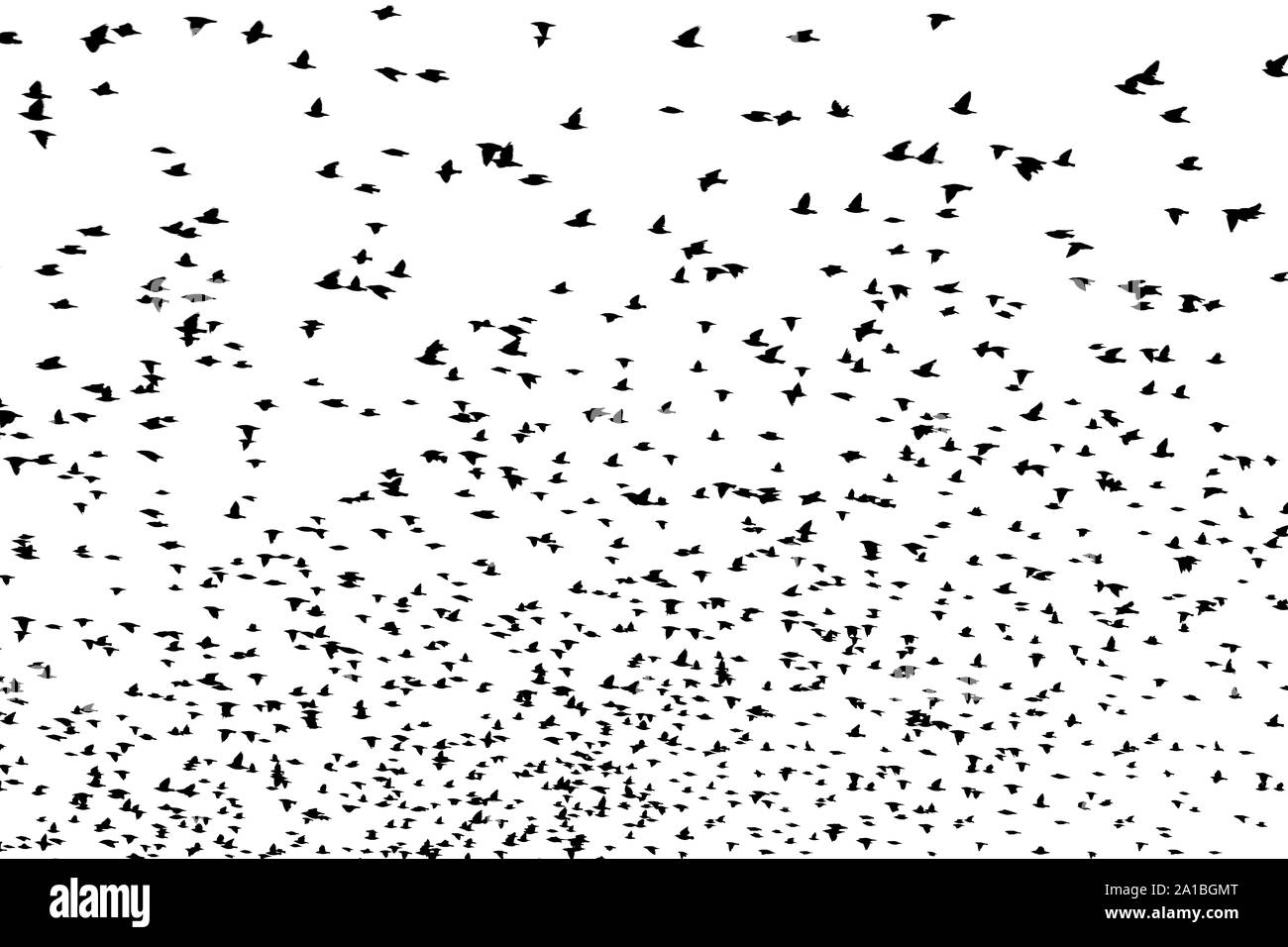 Bird silhouette swarm Stock Photo - Alamy