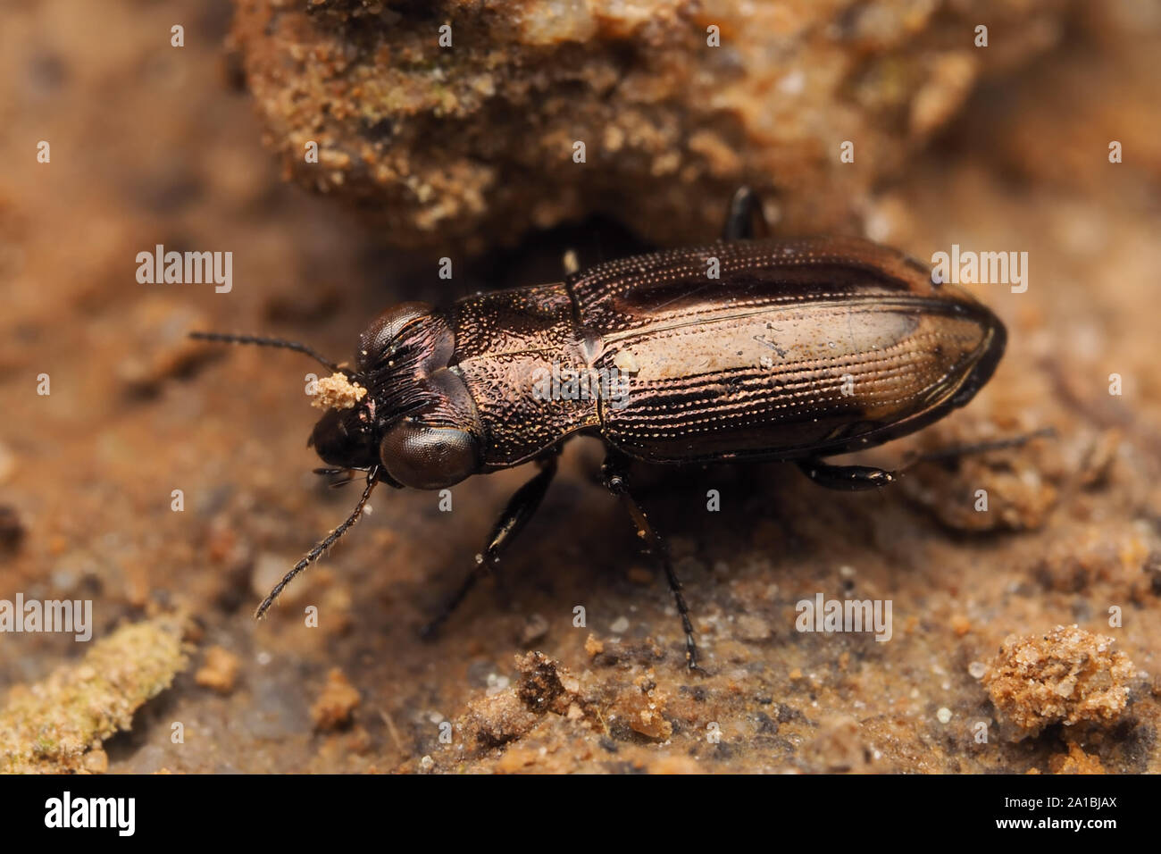 Notiophilus biguttatus ground beetle at rest on tree trunk. Tipperary, Ireland Stock Photo