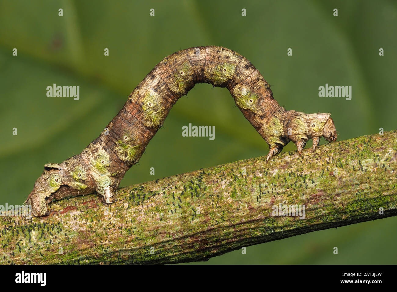 Scalloped Oak moth caterpillar (Crocallis elinguaria) crawling along hawthorn branch. Tipperary, Ireland Stock Photo