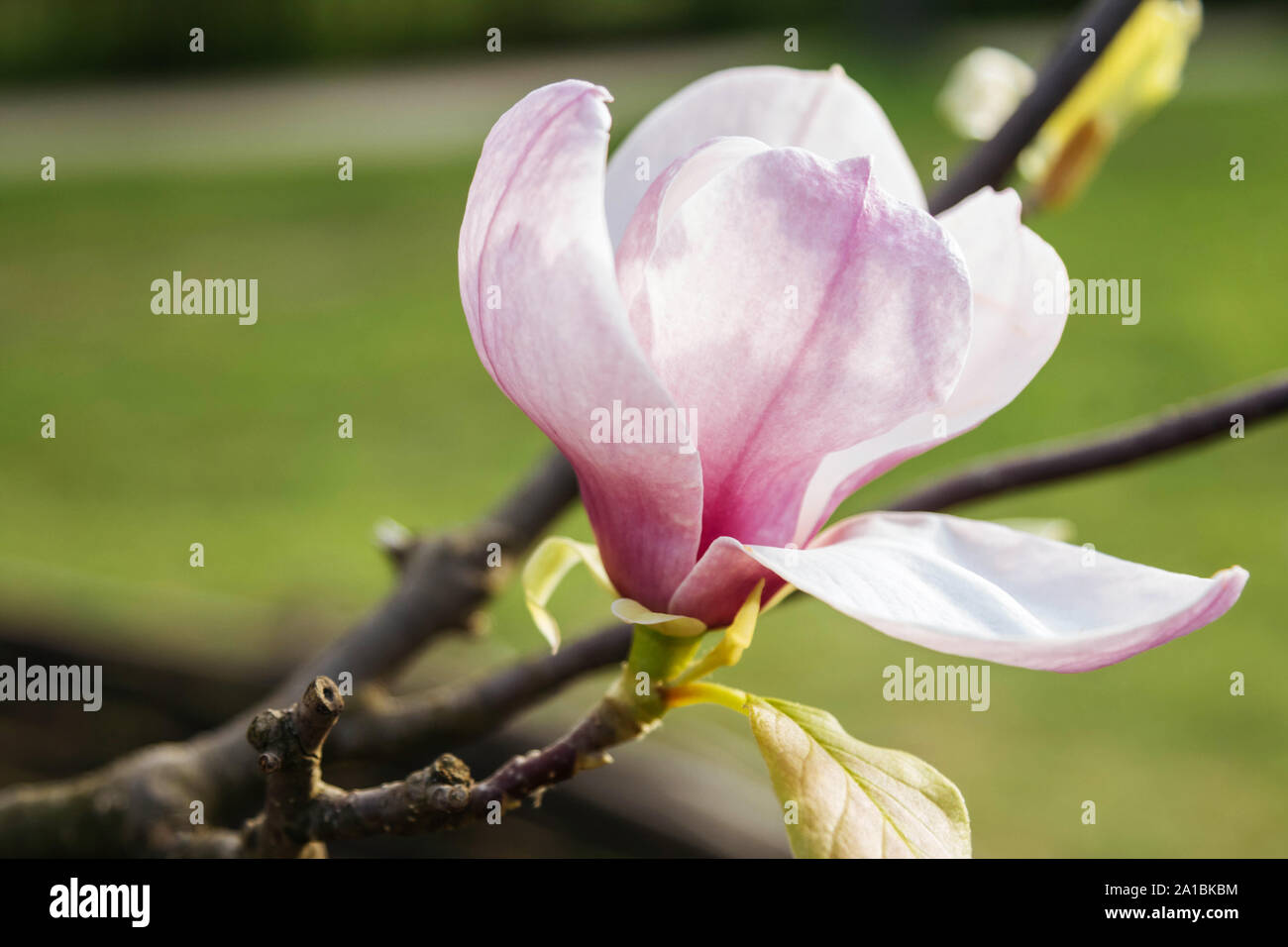 Magnolia spring flower Stock Photo
