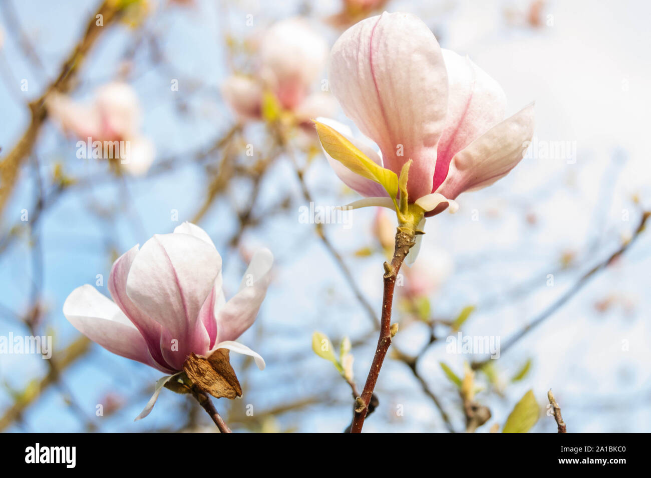 magnolia flowers background Stock Photo