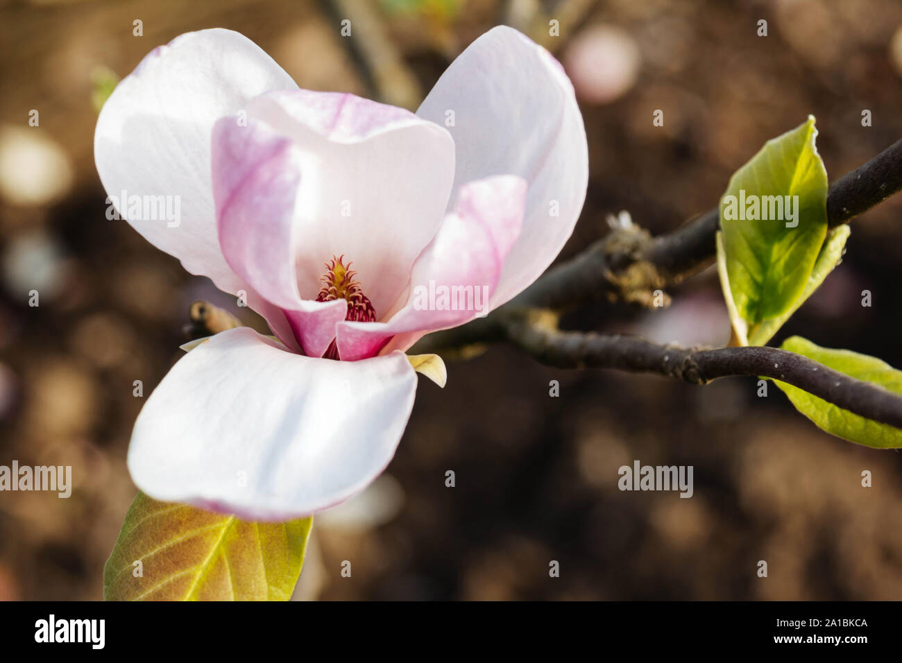 Magnolia spring flower Stock Photo