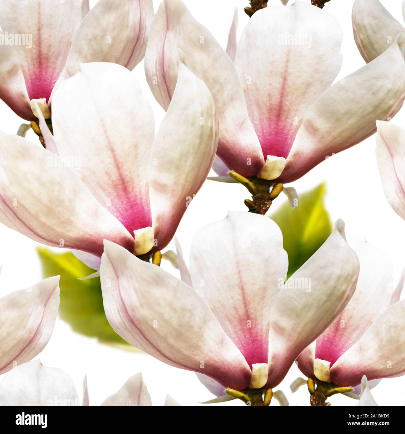 Magnolia spring flowers Stock Photo