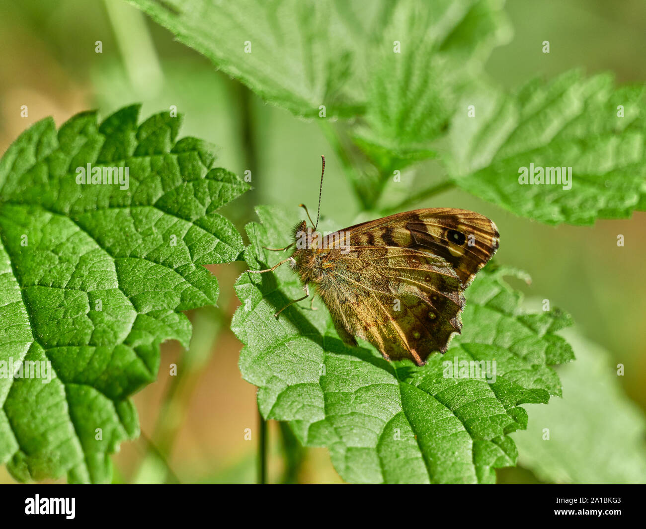 Large Heath (Coenonympha Tullia) butterfly sat on a green leaf with its wings closed during a sunny day in the UK Stock Photo