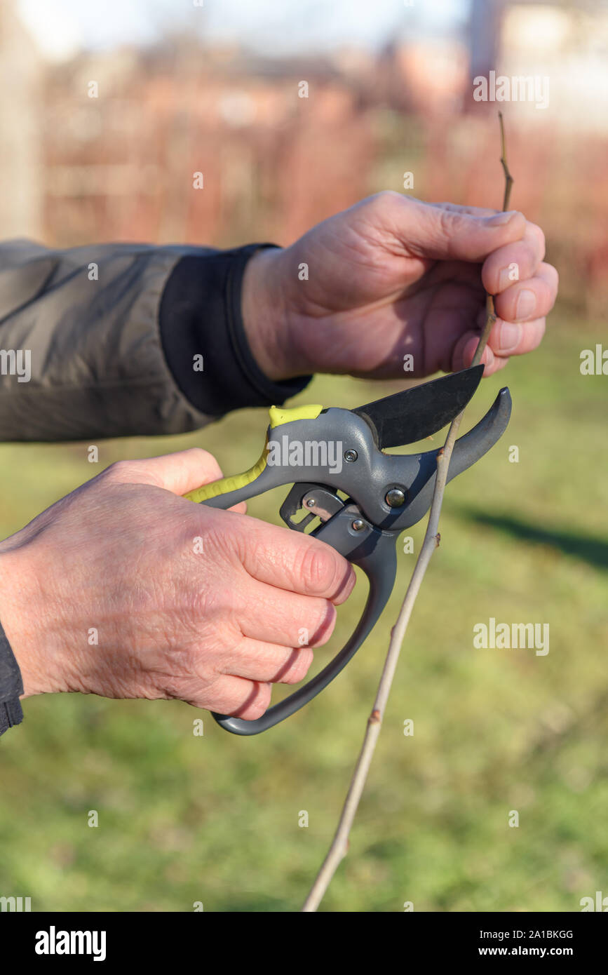 Garden worker cut the trees sprout with secateurs in spring time Stock Photo