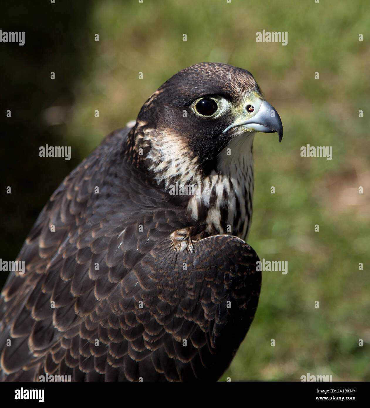 Peregrine falcon close up view of head Stock Photo