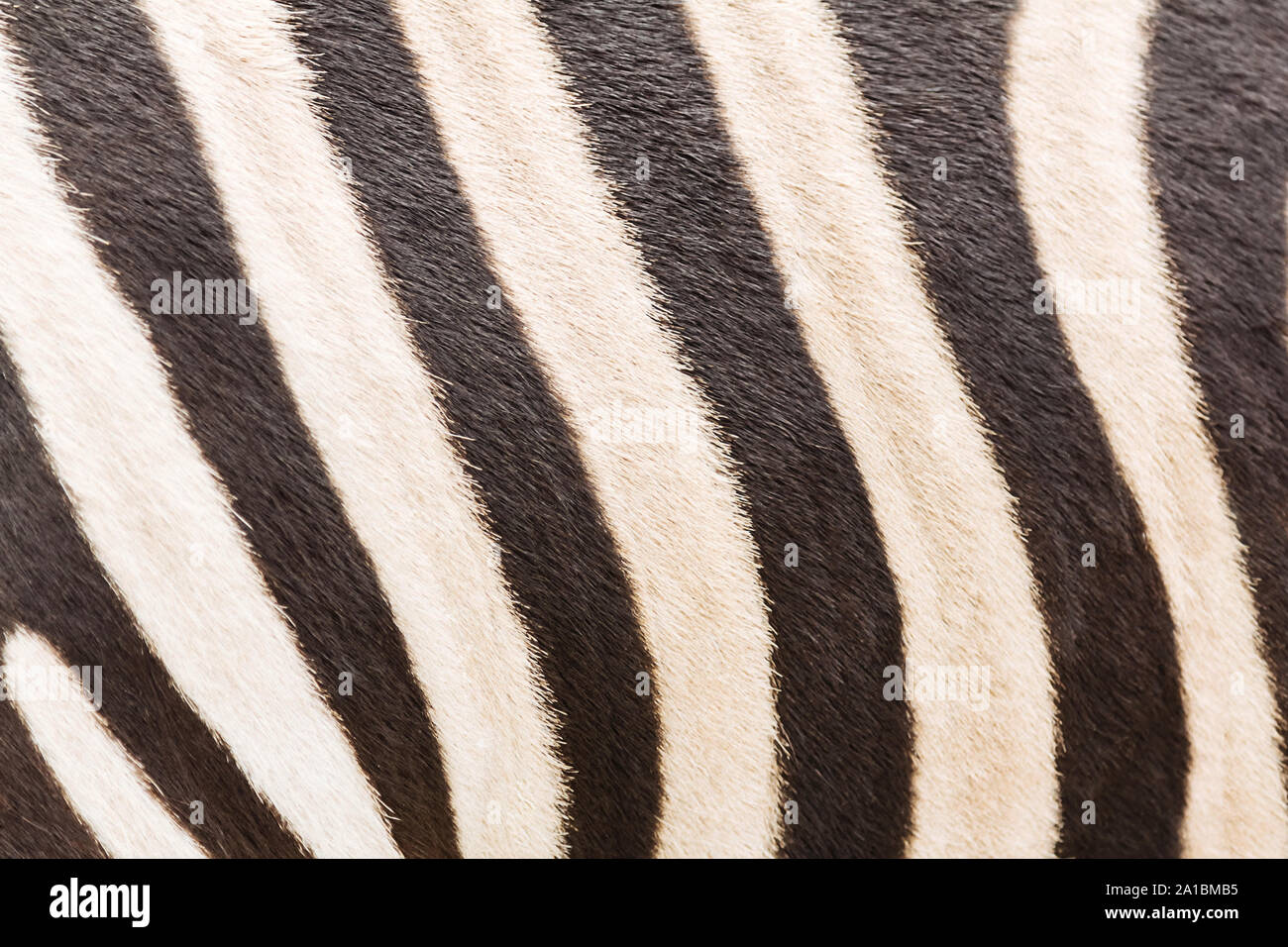 Striped zebra background Stock Photo