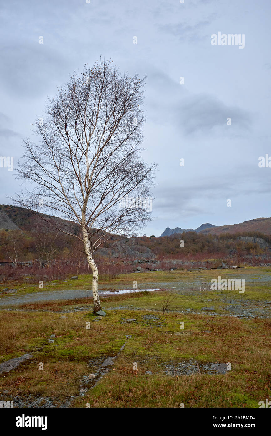 A single Silver Birch tree near Hodge Close Quarry with Great Lansdale in the background on a dull February day, Lake District National Park, UK Stock Photo