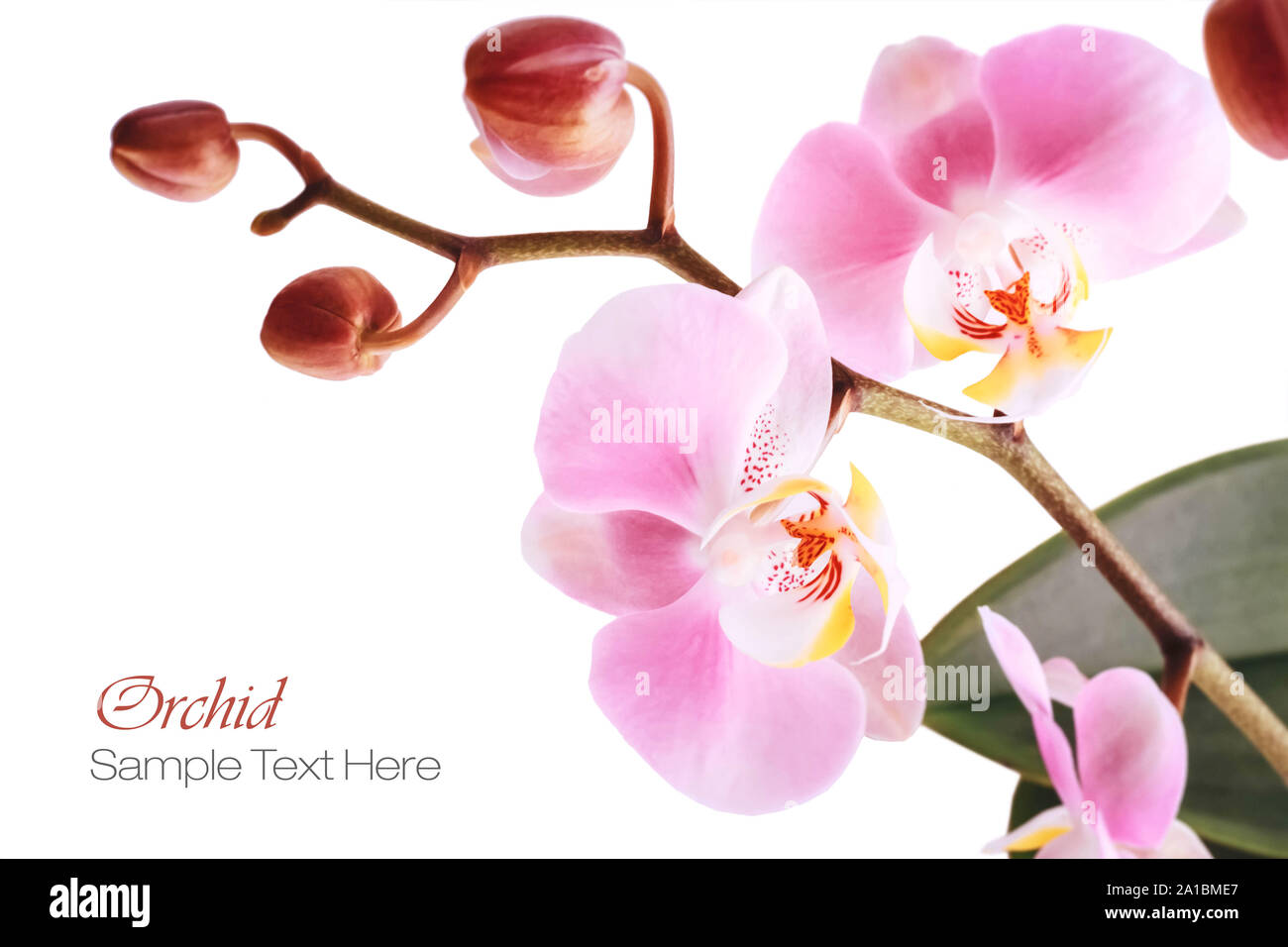 Orchid pink flowers Stock Photo - Alamy