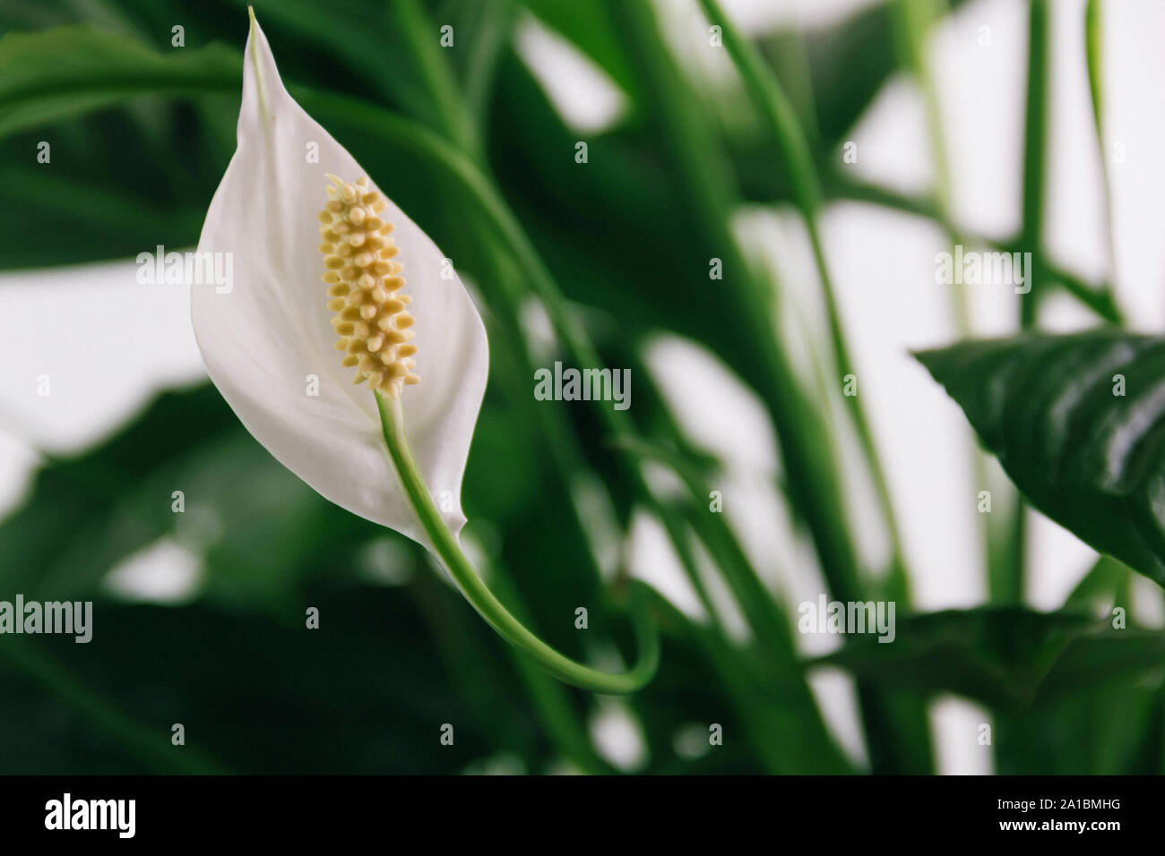 white-lily-plant-stock-photo-alamy