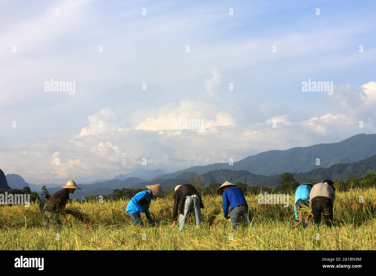 Farmers working in rice fields in rural landscape. Vang Vieng. Laos. Stock Photo