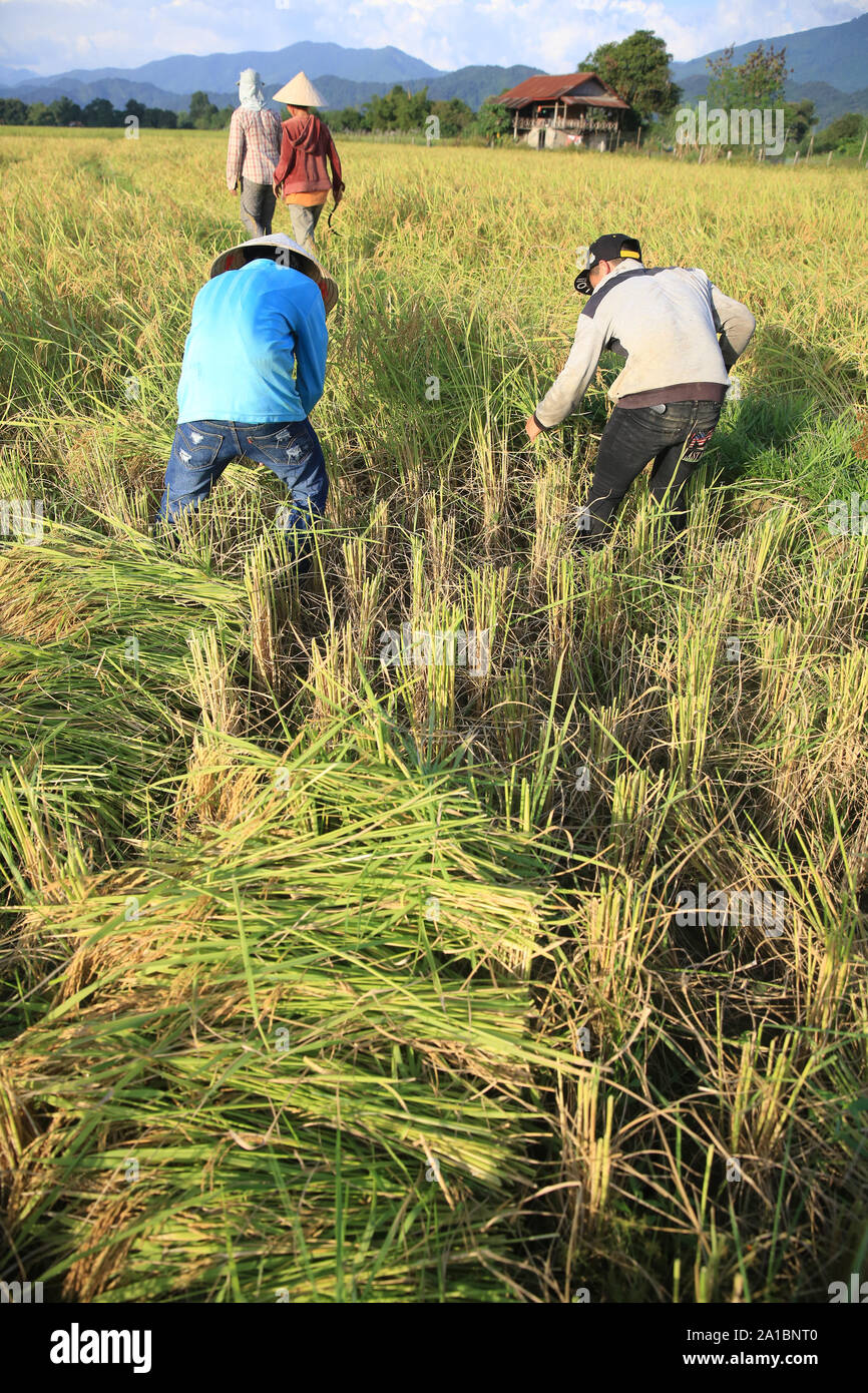 Farmers working in rice fields in rural landscape. Vang Vieng. Laos. Stock Photo