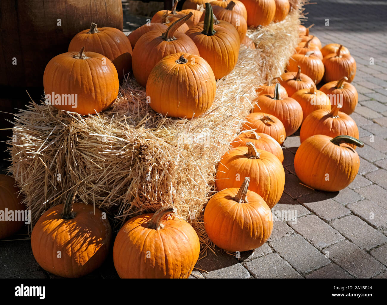 Thanksgiving and Halloween: Multiple pumpkins on and around stacks of hay Stock Photo
