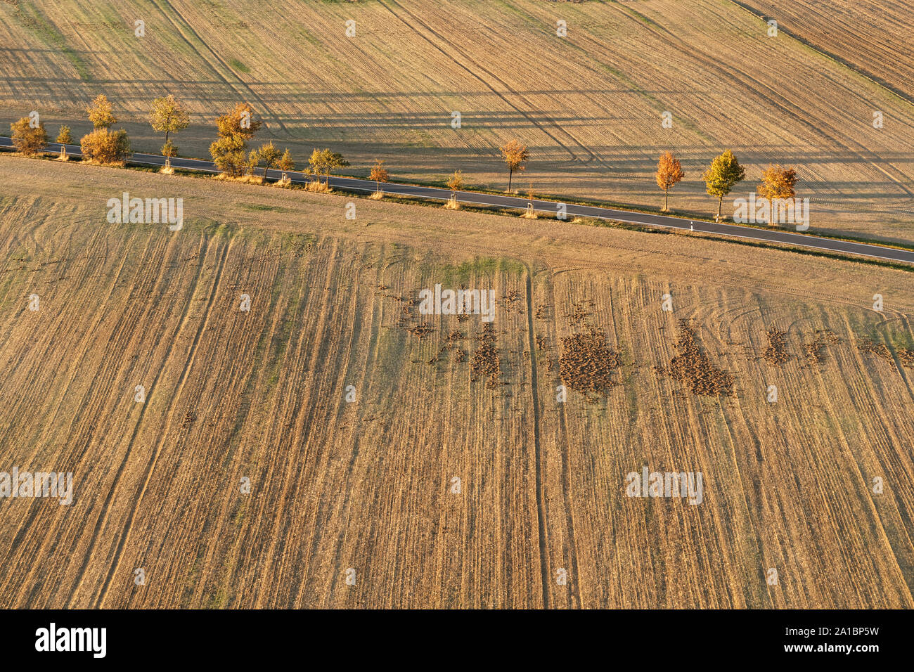 A asphalt road with rows of trees in autumn colors leads over an empty very dry field with traces of agricultural machinery, evening light, trees cast Stock Photo