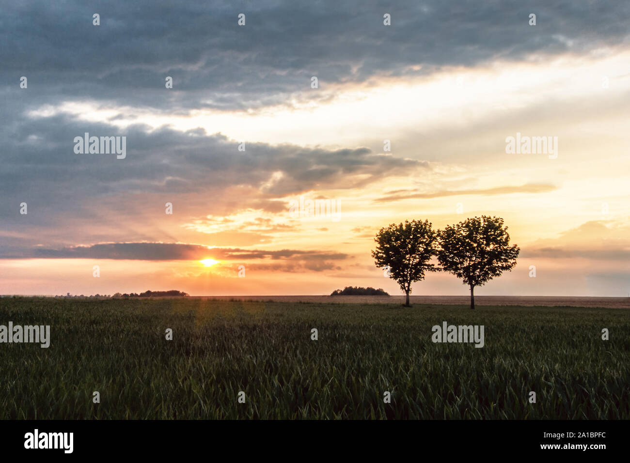 Colorful sunset with cloud formation over a field with 2 striking trees, wide view to small groups of trees - Location: Saxony, Germany Stock Photo
