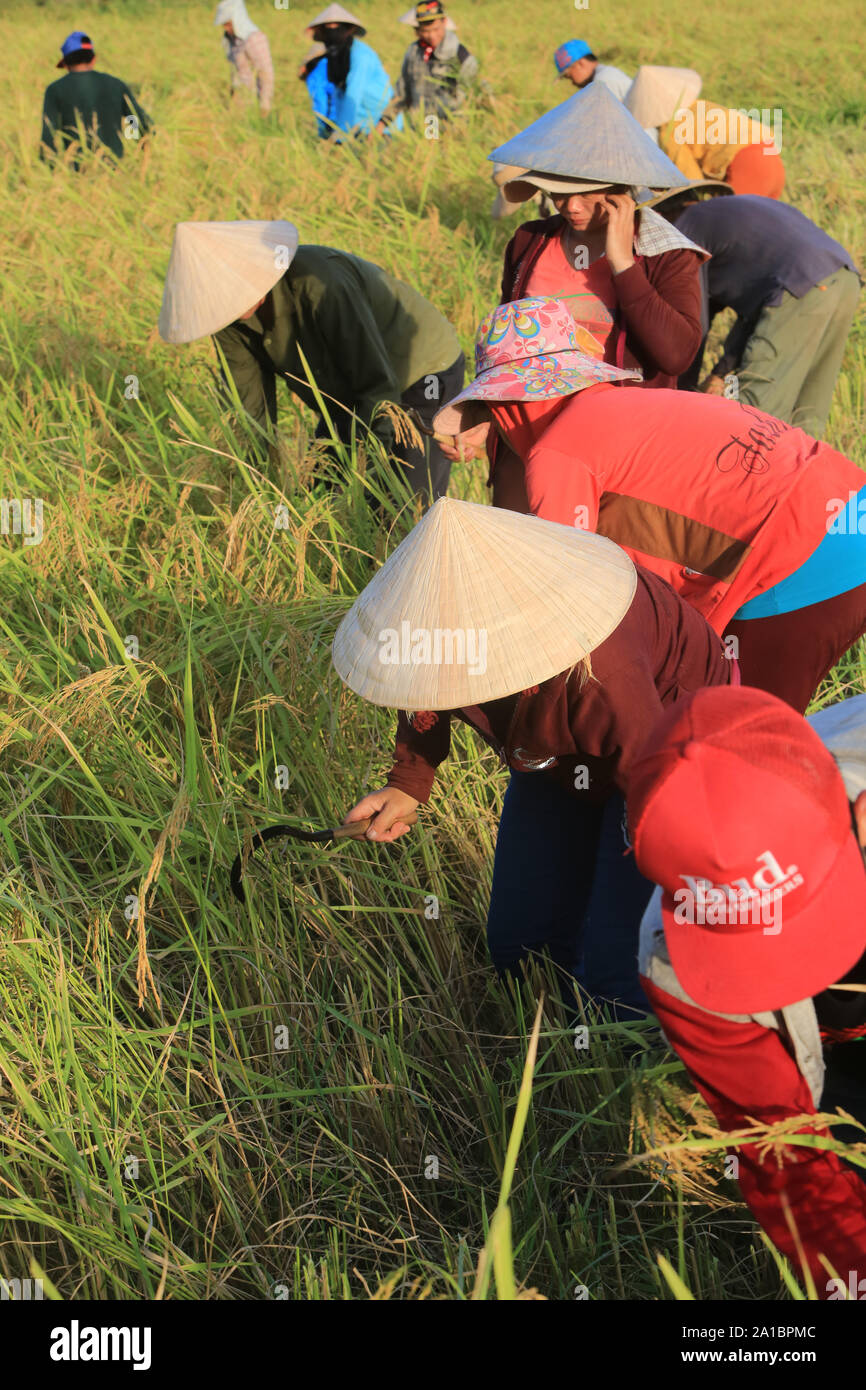 Farmers working in rice fields in rural landscape. Vang Vieng. Laos. Stock Photo