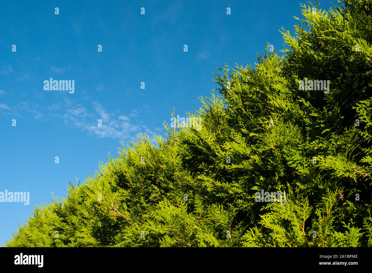 thuja hedge as natural fence on sunny summer day with blue sky Stock Photo