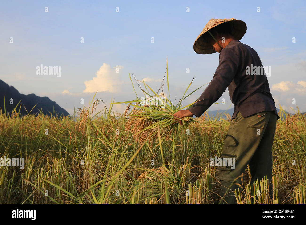 Farmer working in rice fields in rural landscape. Vang Vieng. Laos. Stock Photo