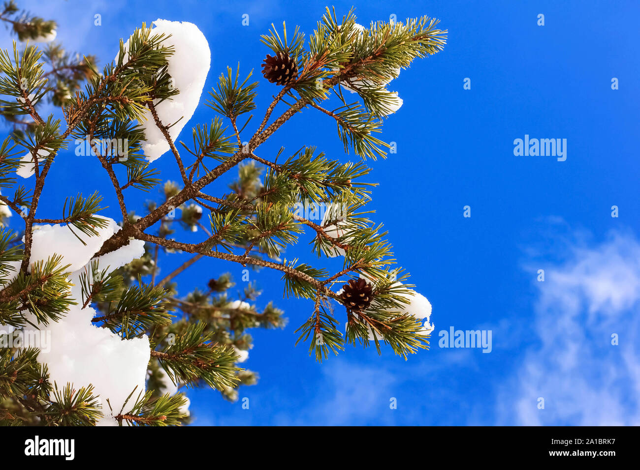 Pine tree branch Stock Photo Alamy