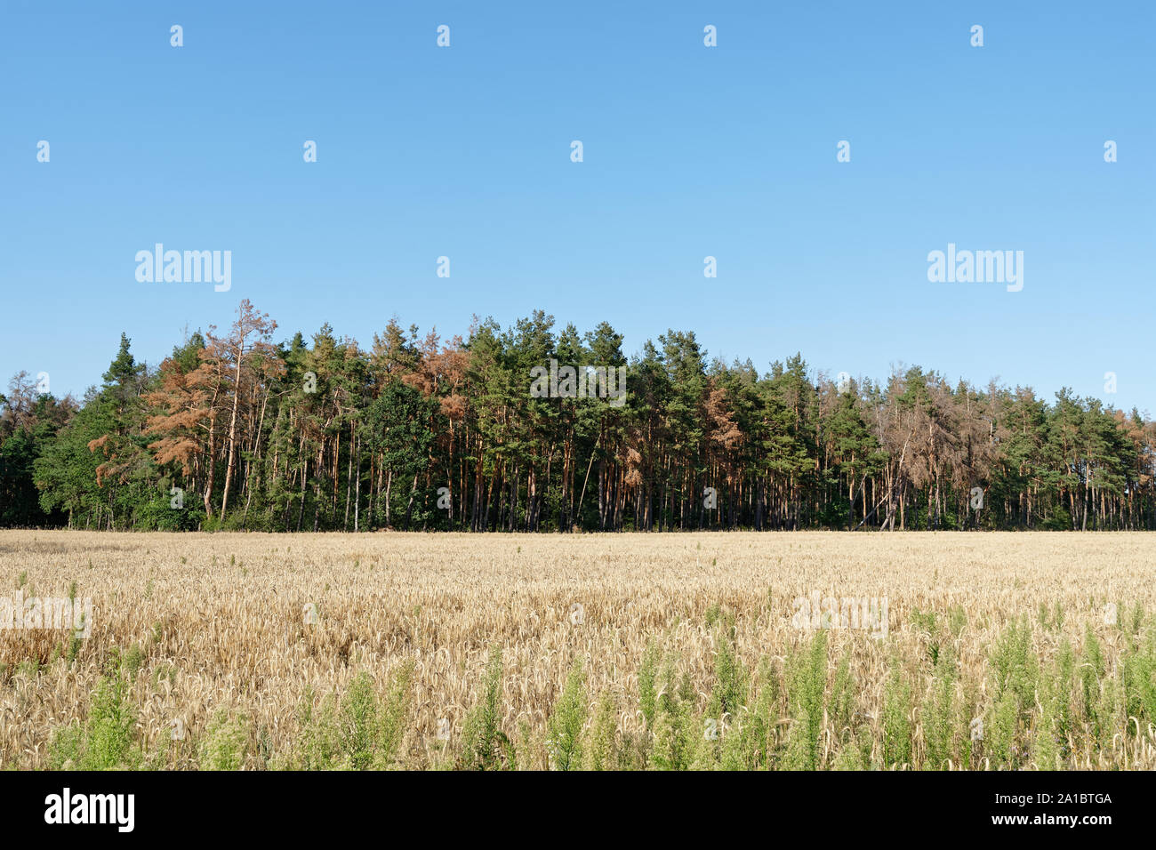 Behind a cornfield, a forest can be seen, in which it is clearly recognizable that many trees are dying, color contrast green brown - Location: German Stock Photo