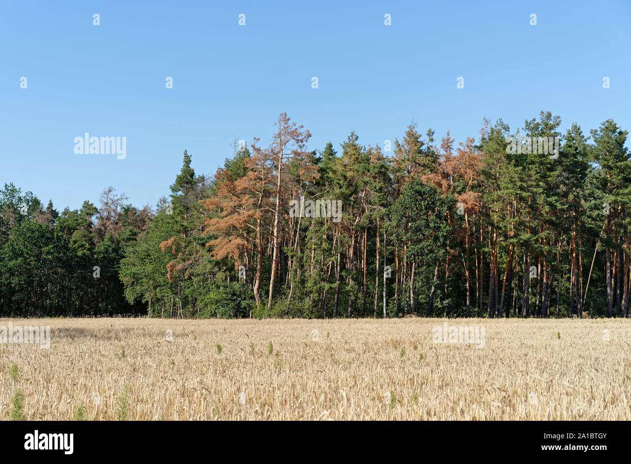 Behind a cornfield, a forest can be seen, in which it is clearly recognizable that many trees are dying, color contrast green brown - Location: German Stock Photo