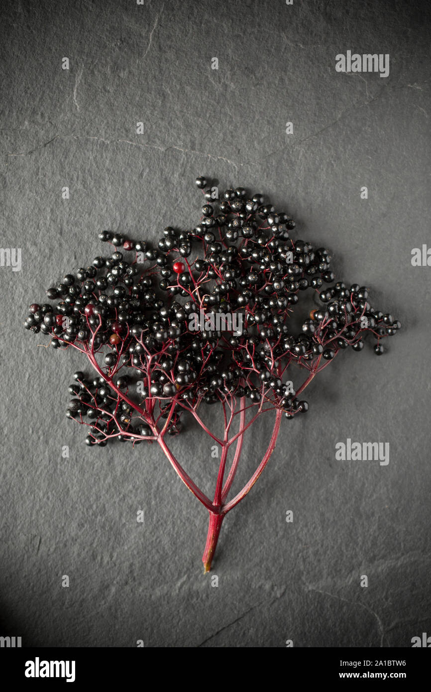 Ripe elderberries, Sambucus nigra, picked from a tree growing next to a river. The fruit is edible and can be used for making syrup. Great care should Stock Photo