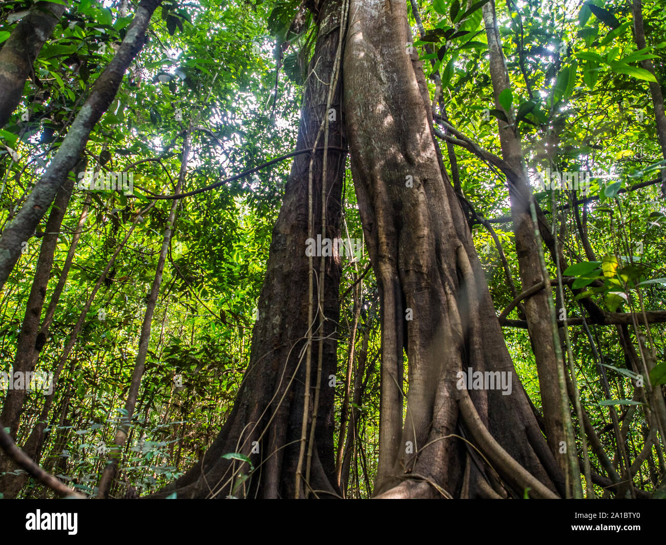 Amazonian jungle green lungs of the world. Brazil. Peru. Colombia