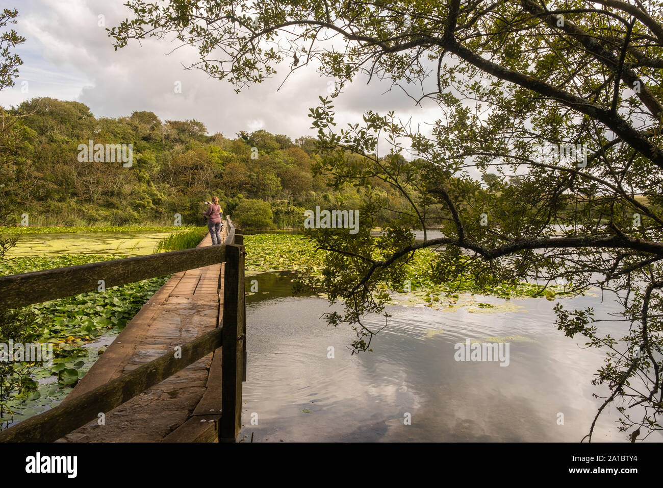 People walking around Bosherton Lakes and lilly ponds, Bosherton, Pembrokeshire, Wales UK Stock Photo