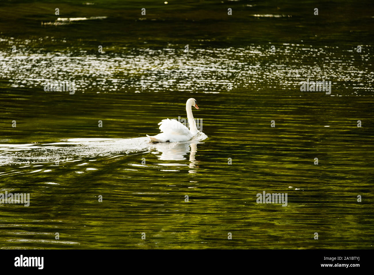 A swan gliding on the water at Bosherton Lakes and lilly ponds, Bosherton, Pembrokeshire, Wales UK Stock Photo