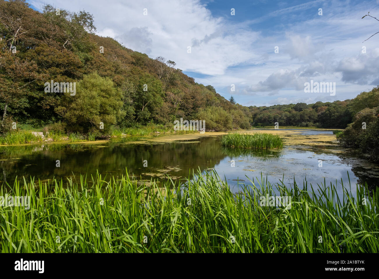 Bosherton Lakes and lilly ponds, Bosherton, Pembrokeshire, Wales UK Stock Photo