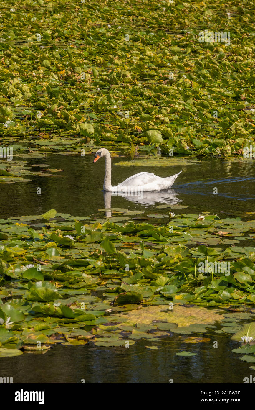 A swan gliding on the water at Bosherton Lakes and lilly ponds, Bosherton, Pembrokeshire, Wales UK Stock Photo