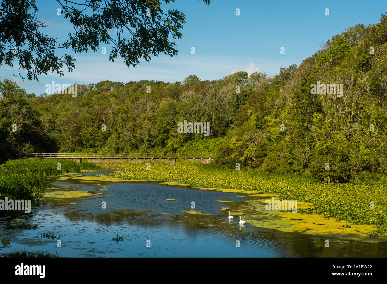 A swan gliding on the water at Bosherton Lakes and lilly ponds, Bosherton, Pembrokeshire, Wales UK Stock Photo