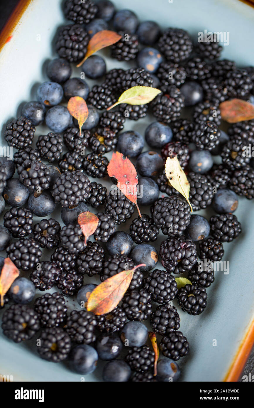 Blackthorn or sloe berries, Prunus spinosa, and their leaves with blackberries, Rubus fruticosus, that have been foraged from a hedgerow. The blackber Stock Photo