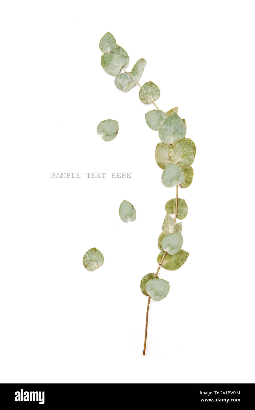 Green eucalyptus branches leaves on a white Stock Photo