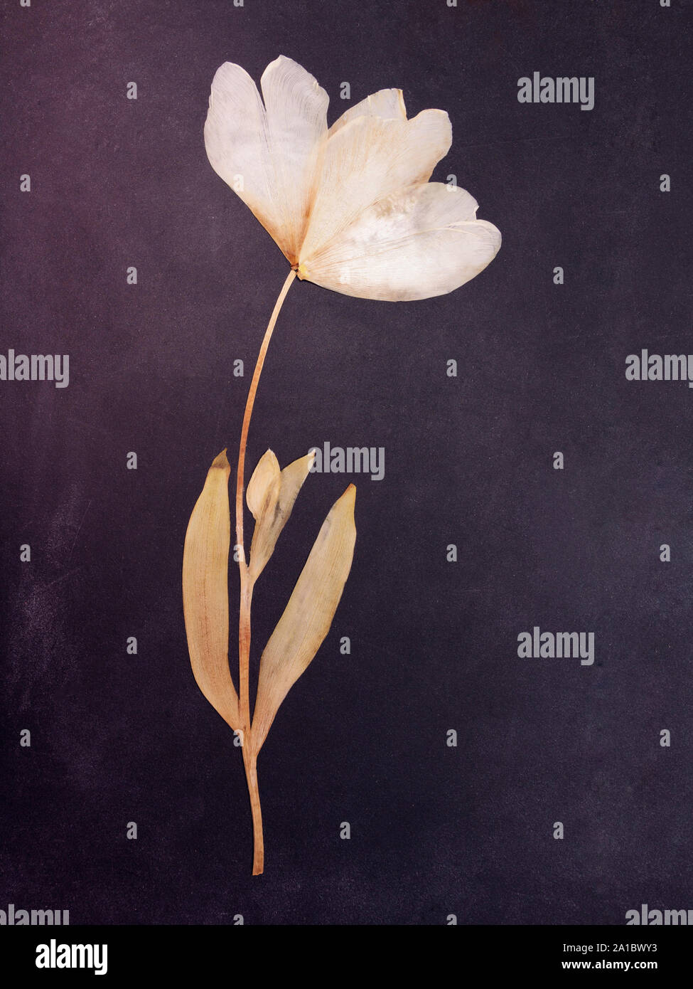 Pressed and dried tulip flowers on black board background. For use in